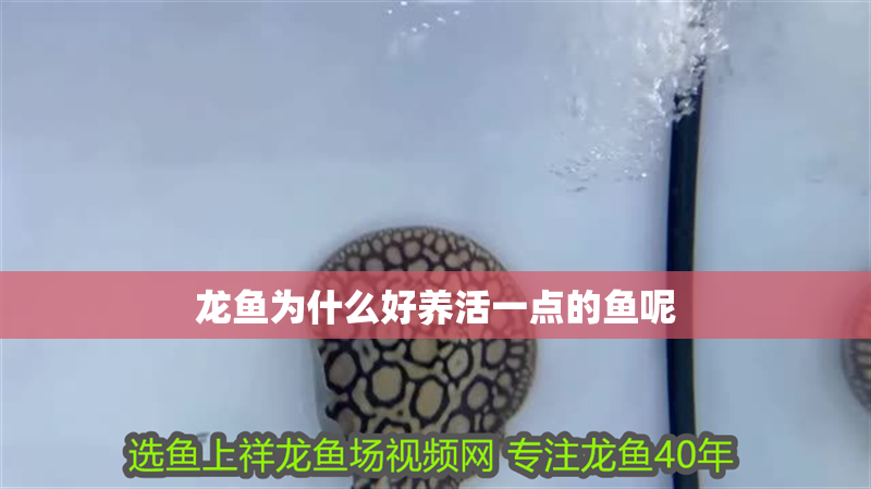 龍魚(yú)為什么好養(yǎng)活一點(diǎn)的魚(yú)呢 龍魚(yú)為什么好養(yǎng)活一點(diǎn)的魚(yú)呢 龍魚(yú)百科 第2張