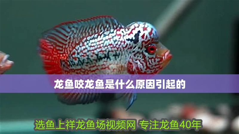 龍魚咬龍魚是什么原因引起的
