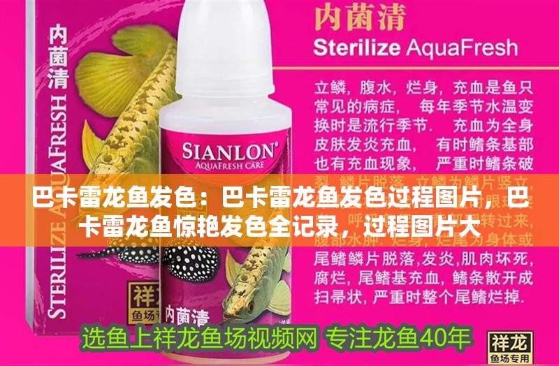 巴卡雷龍魚(yú)發(fā)色：巴卡雷龍魚(yú)發(fā)色過(guò)程圖片，巴卡雷龍魚(yú)驚艷發(fā)色全記錄，過(guò)程圖片大