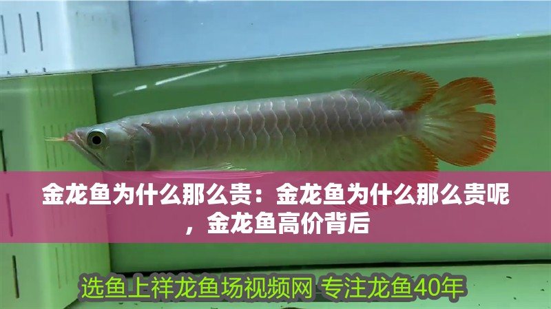 金龍魚為什么那么貴：金龍魚為什么那么貴呢，金龍魚高價背后
