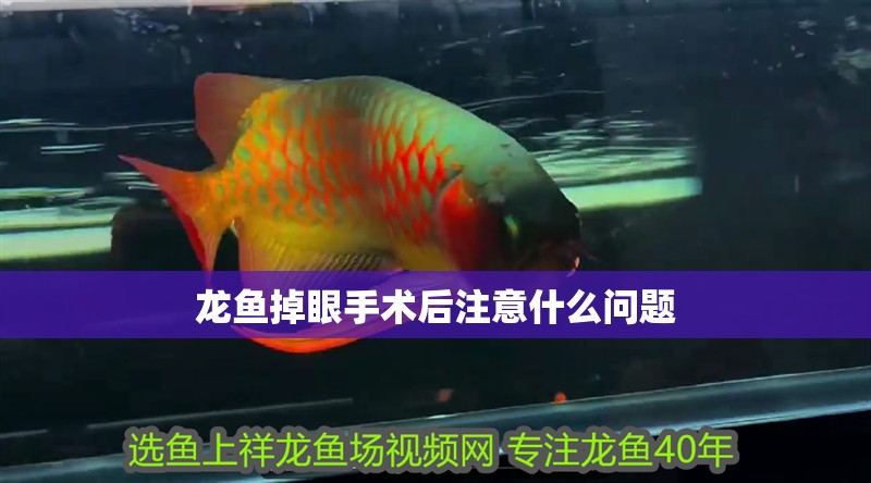 龍魚(yú)掉眼手術(shù)后注意什么問(wèn)題