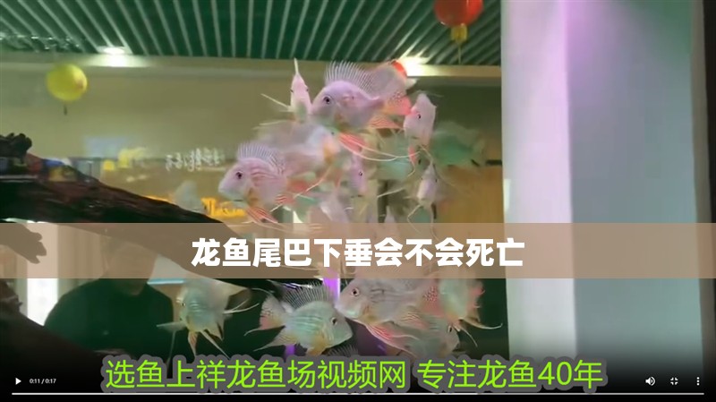 龍魚尾巴下垂會不會死亡