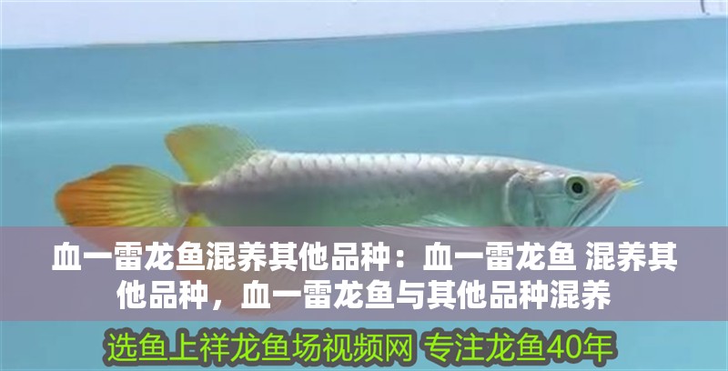 血一雷龍魚混養其他品種：血一雷龍魚 混養其他品種，血一雷龍魚與其他品種混養