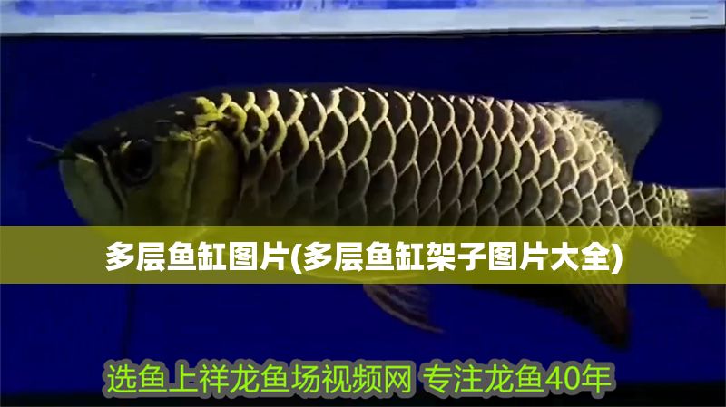 多層魚缸圖片(多層魚缸架子圖片大全)