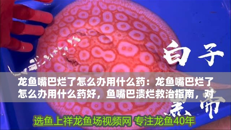 龍魚(yú)嘴巴爛了怎么辦用什么藥：龍魚(yú)嘴巴爛了怎么辦用什么藥好，魚(yú)嘴巴潰爛救治指南，對(duì)癥用藥 龍魚(yú)嘴巴爛了怎么辦用什么藥：龍魚(yú)嘴巴爛了怎么辦用什么藥好，魚(yú)嘴巴潰爛救治指南，對(duì)癥用藥 水族問(wèn)答