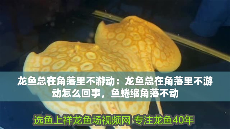 龍魚總在角落里不游動：龍魚總在角落里不游動怎么回事，魚蜷縮角落不動