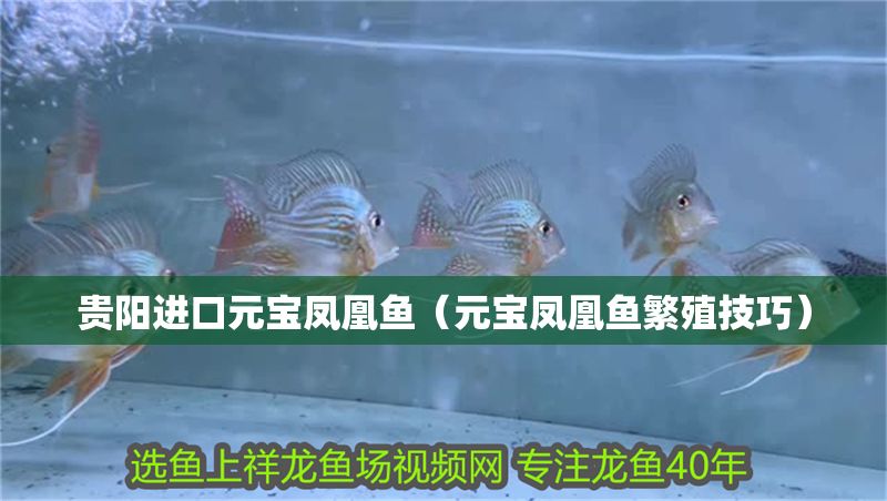 貴陽進口元寶鳳凰魚（元寶鳳凰魚繁殖技巧）