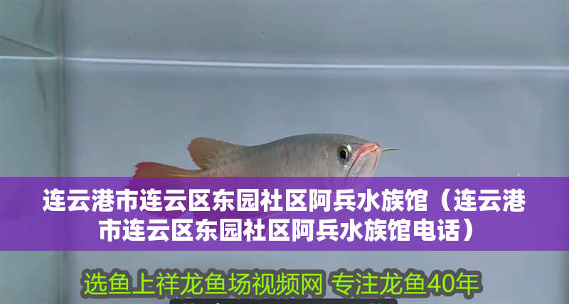 連云港市連云區(qū)東園社區(qū)阿兵水族館（連云港市連云區(qū)東園社區(qū)阿兵水族館電話）