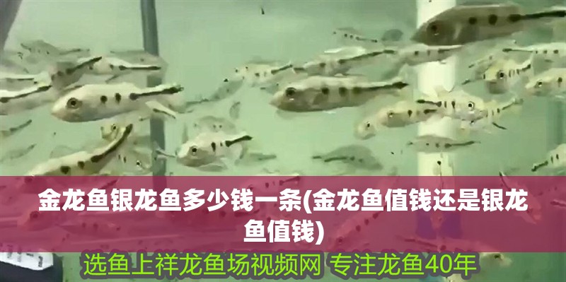 金龍魚銀龍魚多少錢一條(金龍魚值錢還是銀龍魚值錢)