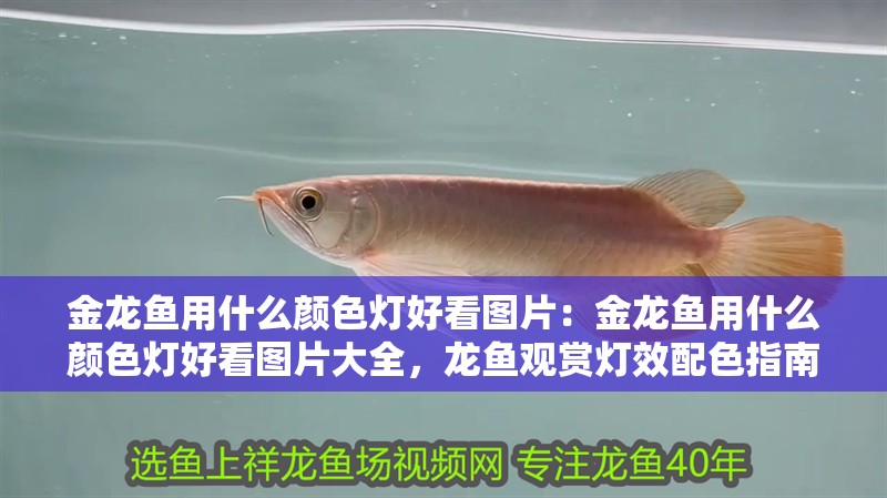 金龍魚用什么顏色燈好看圖片：金龍魚用什么顏色燈好看圖片大全，龍魚觀賞燈效配色指南，精選