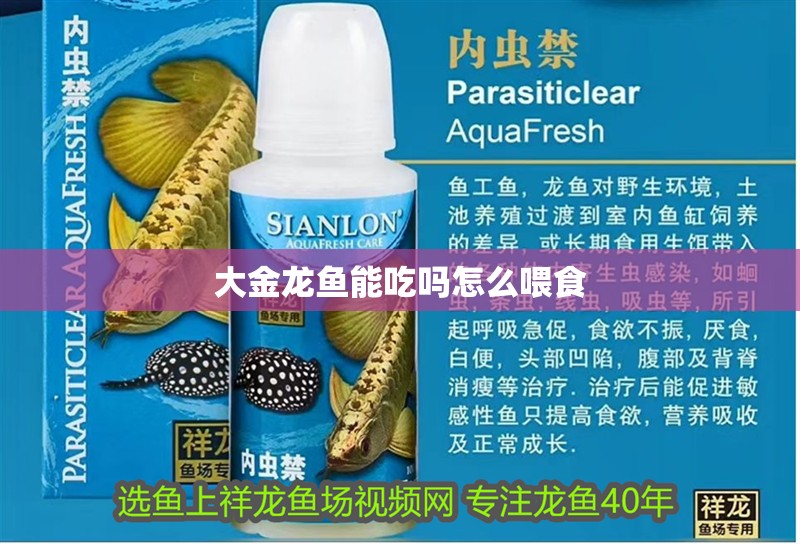 大金龍魚能吃嗎怎么喂食