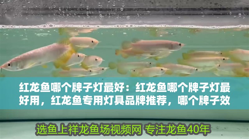 紅龍魚哪個牌子燈最好：紅龍魚哪個牌子燈最好用，紅龍魚專用燈具品牌推薦，哪個牌子效果最佳？