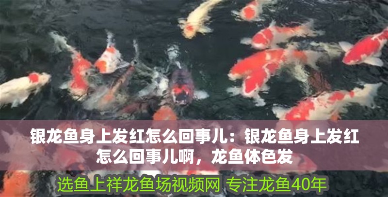 銀龍魚身上發紅怎么回事兒：銀龍魚身上發紅怎么回事兒啊，龍魚體色發