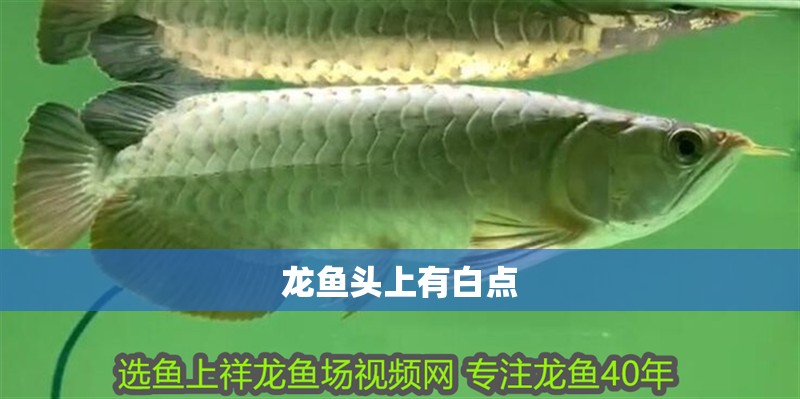 龍魚頭上有白點(diǎn)