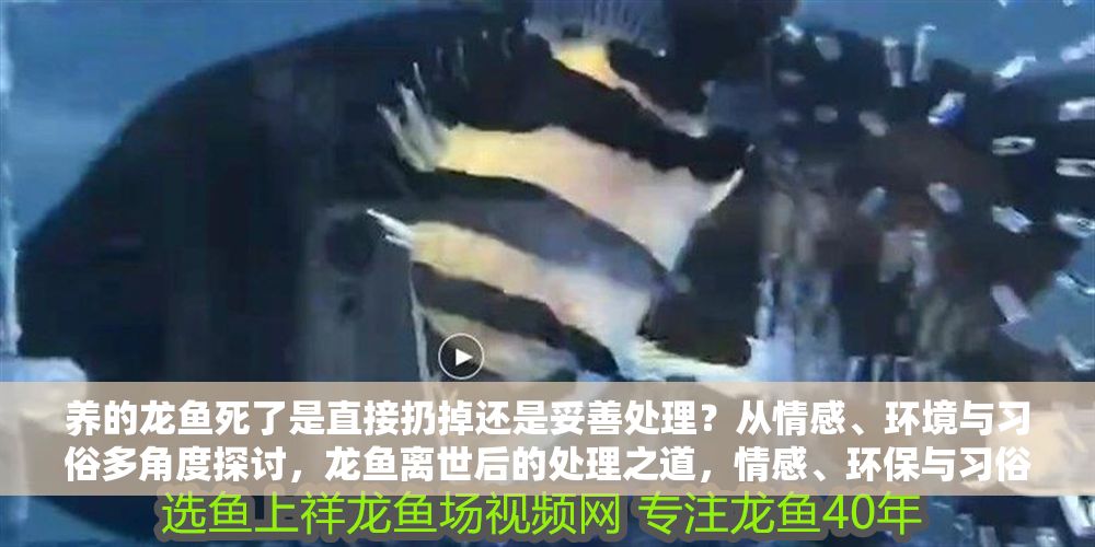 養的龍魚死了是直接扔掉還是妥善處理？從情感、環境與習俗多角度探討，龍魚離世后的處理之道，情感、環保與習俗的權衡
