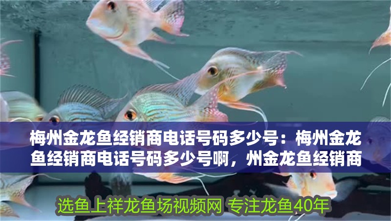 梅州金龍魚經(jīng)銷商電話號碼多少號：梅州金龍魚經(jīng)銷商電話號碼多少號啊，州金龍魚經(jīng)銷商