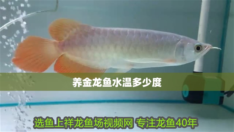 養金龍魚水溫多少度