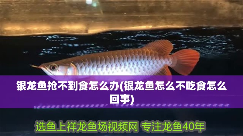 銀龍魚搶不到食怎么辦(銀龍魚怎么不吃食怎么回事)
