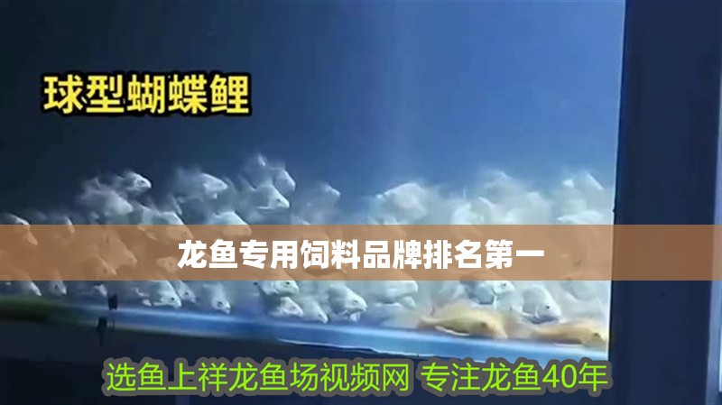龍魚專用飼料品牌排名第一 龍魚專用飼料品牌排名第一 龍魚百科