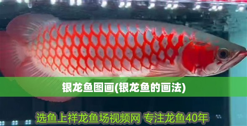 銀龍魚圖畫(銀龍魚的畫法)