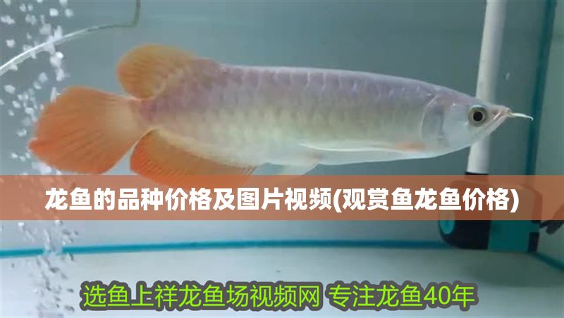 龍魚的品種價格及圖片視頻(觀賞魚龍魚價格) 龍魚的品種價格及圖片視頻(觀賞魚龍魚價格) 黃金貓魚百科 第1張