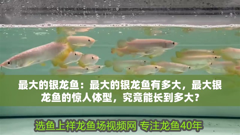 最大的銀龍魚：最大的銀龍魚有多大，最大銀龍魚的驚人體型，究竟能長(zhǎng)到多大？