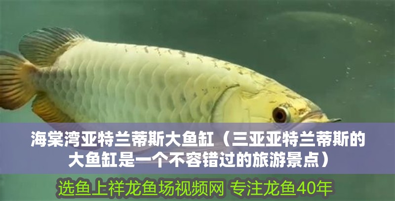 海棠灣亞特蘭蒂斯大魚缸（三亞亞特蘭蒂斯的大魚缸是一個不容錯過的旅游景點(diǎn)）