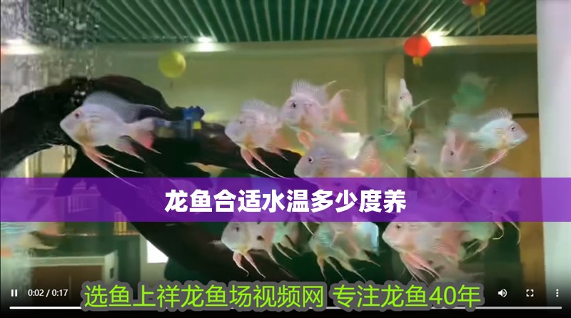 龍魚合適水溫多少度養 龍魚合適水溫多少度養 龍魚百科
