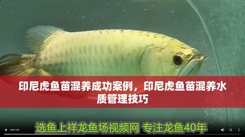 印尼虎魚苗混養成功案例，印尼虎魚苗混養水質管理技巧
