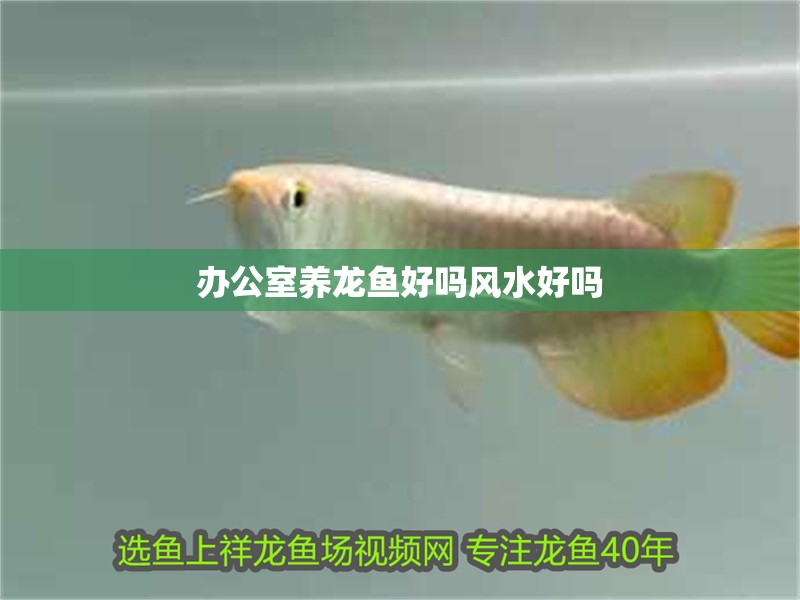 辦公室養龍魚好嗎風水好嗎