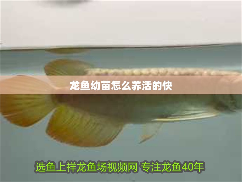 龍魚幼苗怎么養活的快