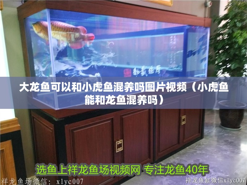大龍魚可以和小虎魚混養(yǎng)嗎圖片視頻（小虎魚能和龍魚混養(yǎng)嗎）