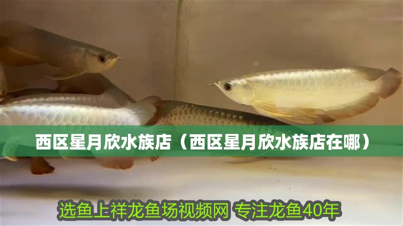 西區星月欣水族店(西區星月欣水族店在哪) 全國水族館企業名錄 第2張 西區星月欣水族店(西區星月欣水族店在哪) 西區星月欣水族店(西區星月欣水族店在哪) 全國水族館企業名錄 第2張