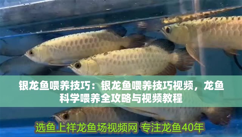 銀龍魚喂養技巧：銀龍魚喂養技巧視頻，龍魚科學喂養全攻略與視頻教程
