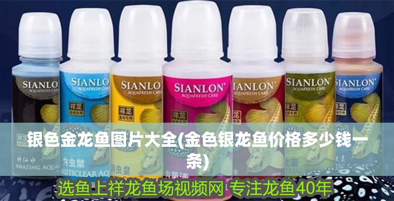 銀色金龍魚圖片大全(金色銀龍魚價格多少錢一條) 銀色金龍魚圖片大全(金色銀龍魚價格多少錢一條) 銀龍魚百科