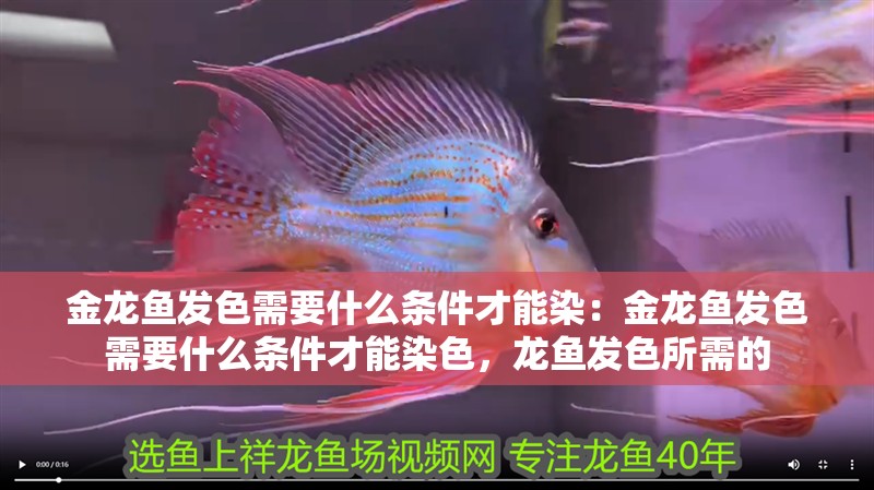 金龍魚發色需要什么條件才能染：金龍魚發色需要什么條件才能染色，龍魚發色所需的