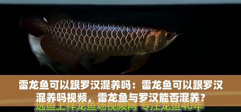 雷龍魚可以跟羅漢混養(yǎng)嗎：雷龍魚可以跟羅漢混養(yǎng)嗎視頻，雷龍魚與羅漢能否混養(yǎng)？