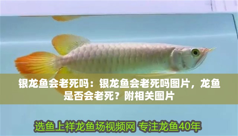 銀龍魚會老死嗎：銀龍魚會老死嗎圖片，龍魚是否會老死？附相關圖片
