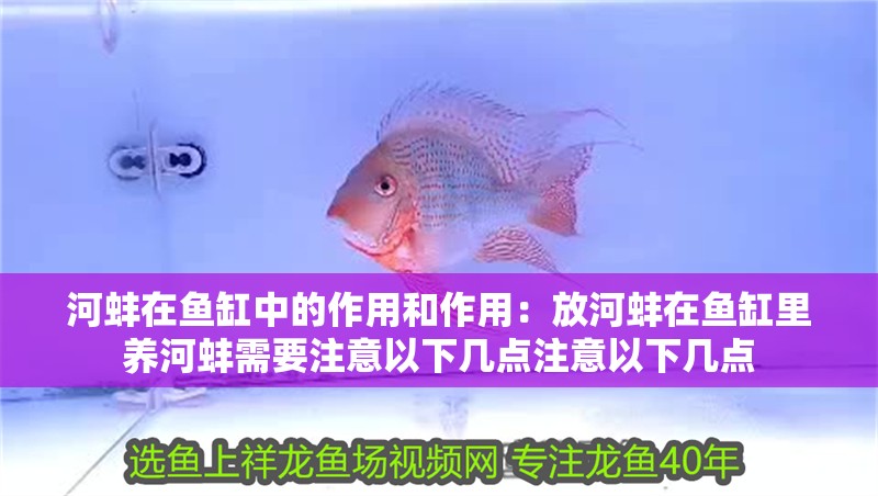 河蚌在魚缸中的作用和作用：放河蚌在魚缸里養河蚌需要注意以下幾點注意以下幾點