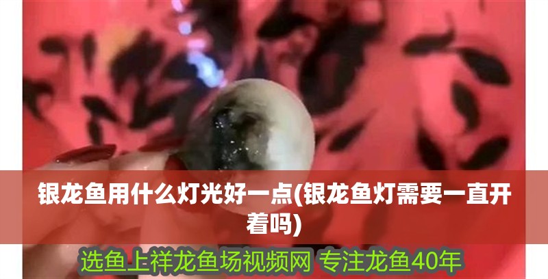 銀龍魚用什么燈光好一點(銀龍魚燈需要一直開著嗎)
