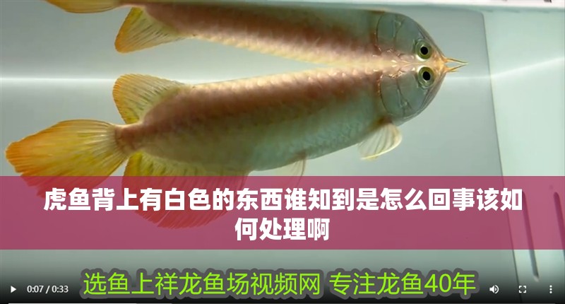 虎魚背上有白色的東西誰知到是怎么回事該如何處理啊