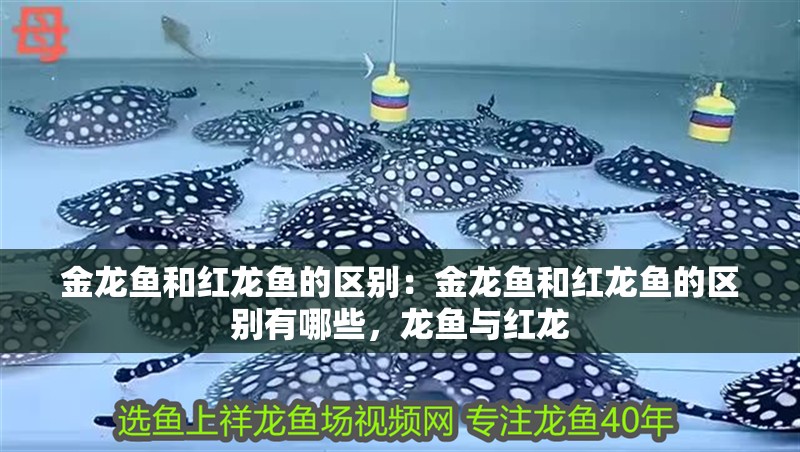 金龍魚和紅龍魚的區別：金龍魚和紅龍魚的區別有哪些，龍魚與紅龍 金龍魚和紅龍魚的區別：金龍魚和紅龍魚的區別有哪些，龍魚與紅龍 水族問答