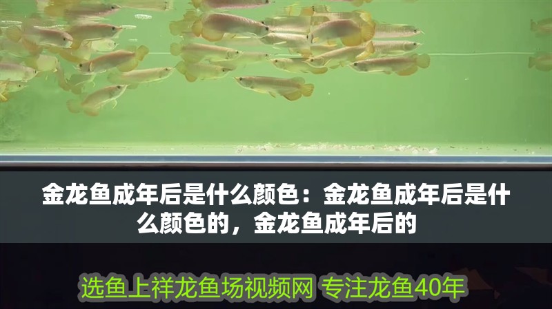 金龍魚成年后是什么顏色：金龍魚成年后是什么顏色的，金龍魚成年后的 金龍魚成年后是什么顏色：金龍魚成年后是什么顏色的，金龍魚成年后的 水族問答