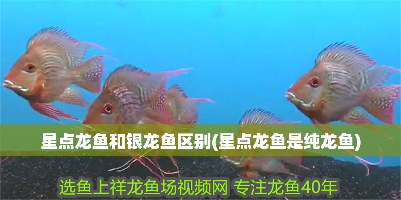星點龍魚和銀龍魚區別(星點龍魚是純龍魚) 星點龍魚和銀龍魚區別(星點龍魚是純龍魚) 銀龍魚百科
