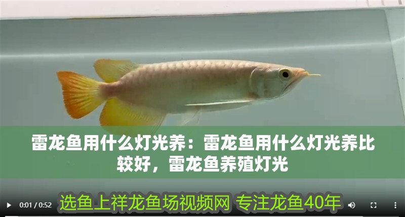 雷龍魚用什么燈光養：雷龍魚用什么燈光養比較好，雷龍魚養殖燈光