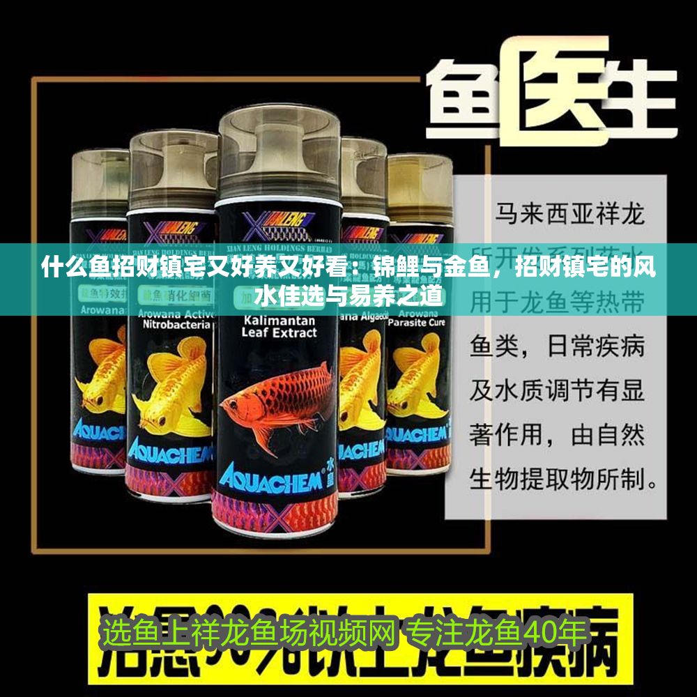什么魚招財鎮宅又好養又好看：錦鯉與金魚，招財鎮宅的風水佳選與易養之道