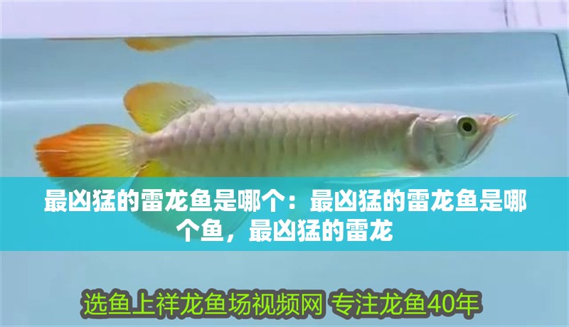 最兇猛的雷龍魚是哪個：最兇猛的雷龍魚是哪個魚，最兇猛的雷龍