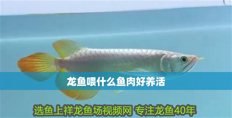 龍魚(yú)喂什么魚(yú)肉好養(yǎng)活