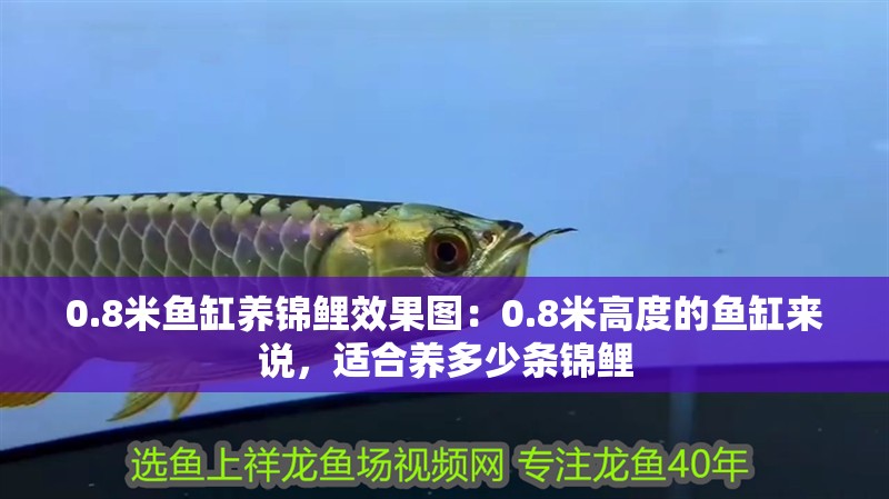 龍魚干蝦有營養(yǎng)嗎 0.8米魚缸養(yǎng)錦鯉效果圖:0.8米高度的魚缸來說,適合養(yǎng)多少條錦鯉 魚缸百科 0.8米魚缸養(yǎng)錦鯉效果圖:0.8米高度的魚缸來說,適合養(yǎng)多少條錦鯉 0.8米魚缸養(yǎng)錦鯉效果圖:0.8米高度的魚缸來說,適合養(yǎng)多少條錦鯉 魚缸百科