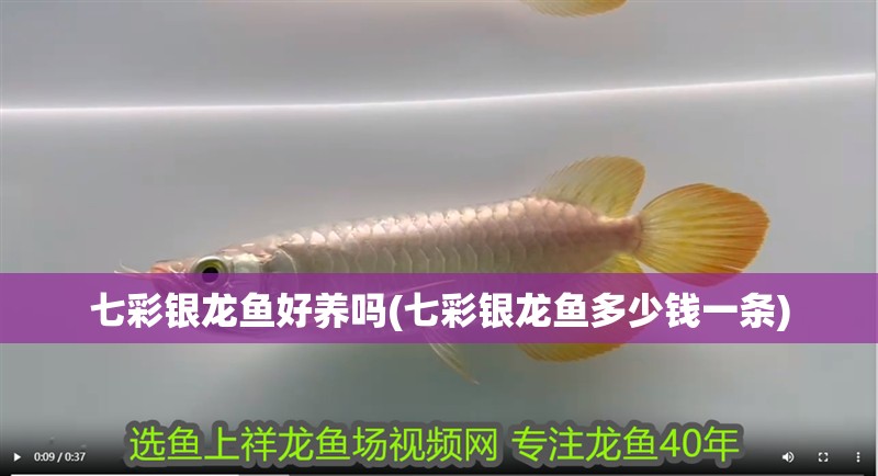 七彩銀龍魚好養(yǎng)嗎(七彩銀龍魚多少錢一條)